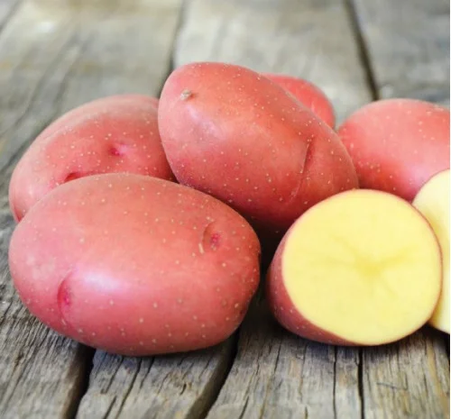 Насіннєва картопля сорт Еволюшн (Голандія) 1 репродукція- фото № 1