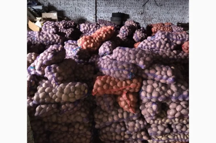 Продаж картоплі Білароса оптом- фото № 2