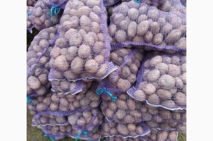 Картопля на продаж від населення- фото № 1