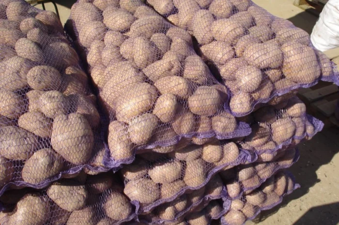 Покупка картошки Словянка Беллароса Санте- фото № 1