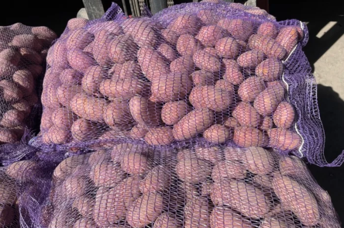 Продаж товарної картоплі 2025 року- фото № 1