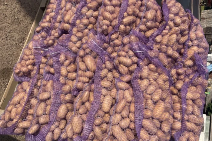 Продаж товарної картоплі 2025 року- фото № 3