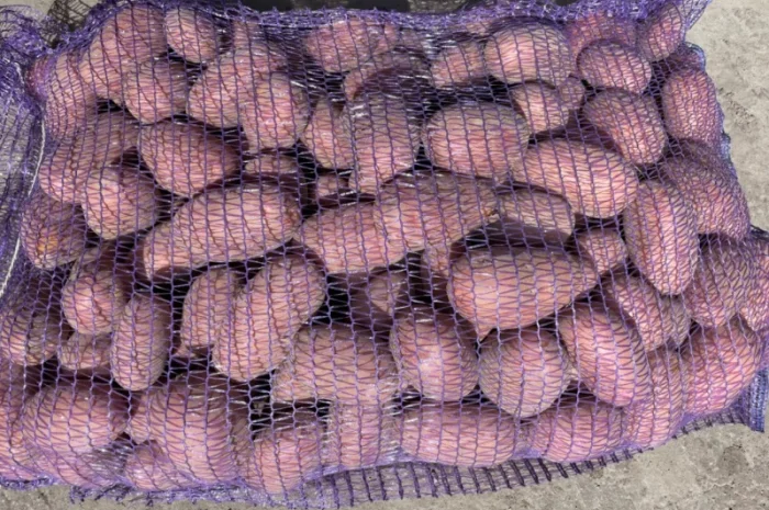 Продаж товарної картоплі 2025 року- фото № 4