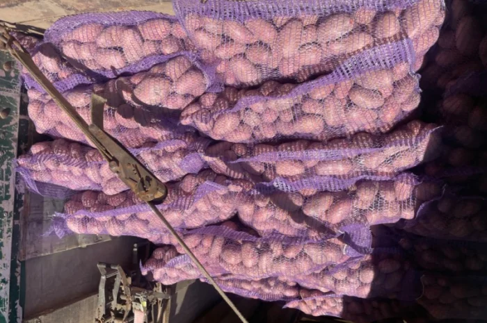 Продаж товарної картоплі 2025 року- фото № 5