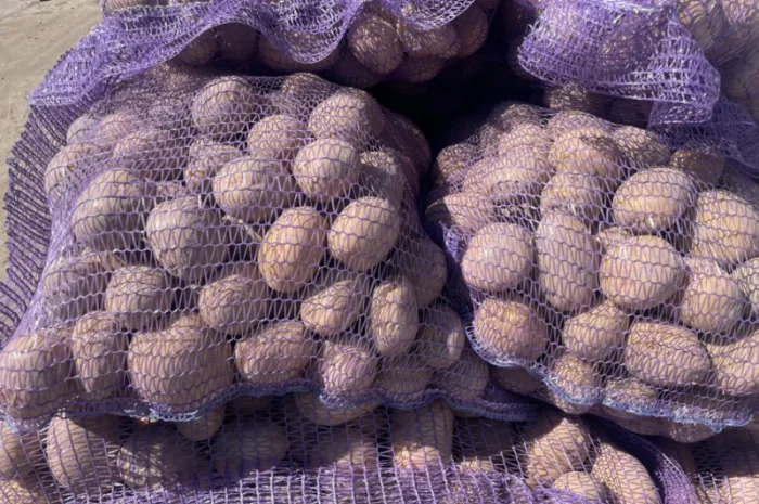 Продаж товарної картоплі 2025 року- фото № 6