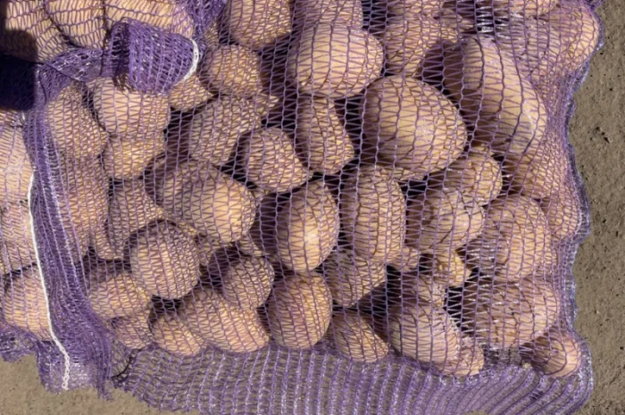 Продаж товарної картоплі 2025 року- фото № 8