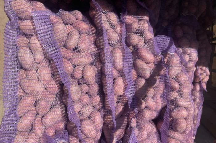 Продаж товарної картоплі 2025 року- фото № 9