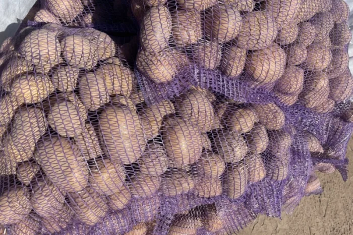 Продаж товарної картоплі 2025 року- фото № 10