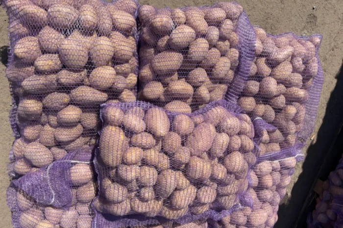 Продаж товарної картоплі 2025 року- фото № 11