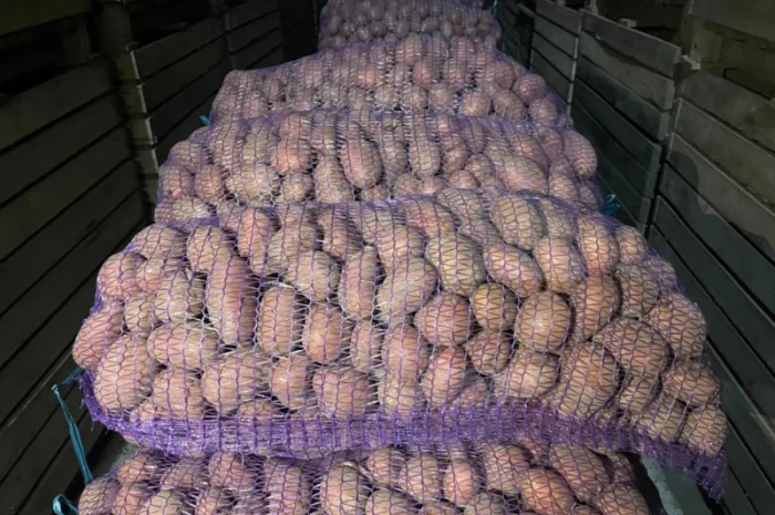 Картопля 2-й сорт за вигідною ціною- фото № 4