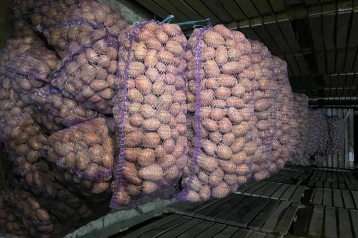 Картопля 2-й сорт за вигідною ціною- фото № 5