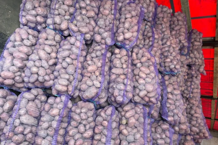 Картопля 2-й сорт за вигідною ціною- фото № 9