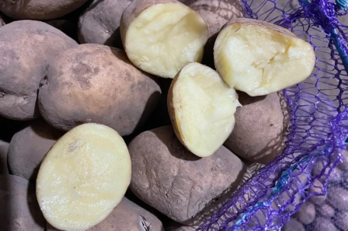 Картопля 2-й сорт за вигідною ціною- фото № 10