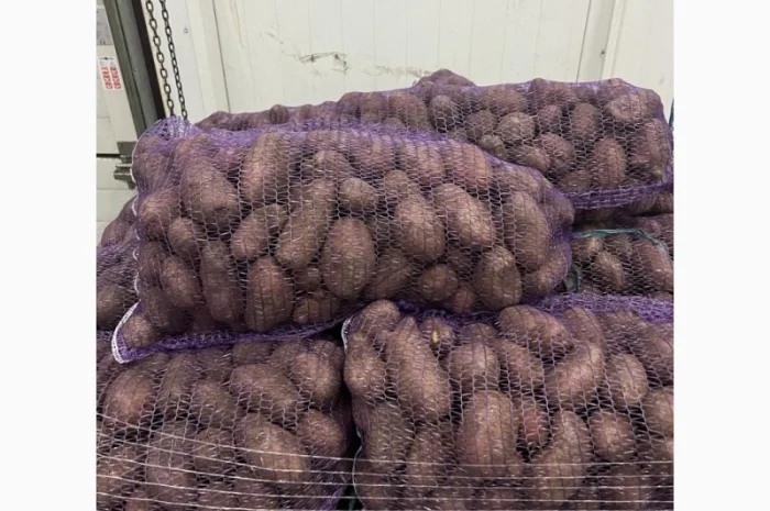 Картопля 2-й сорт за вигідною ціною- фото № 3