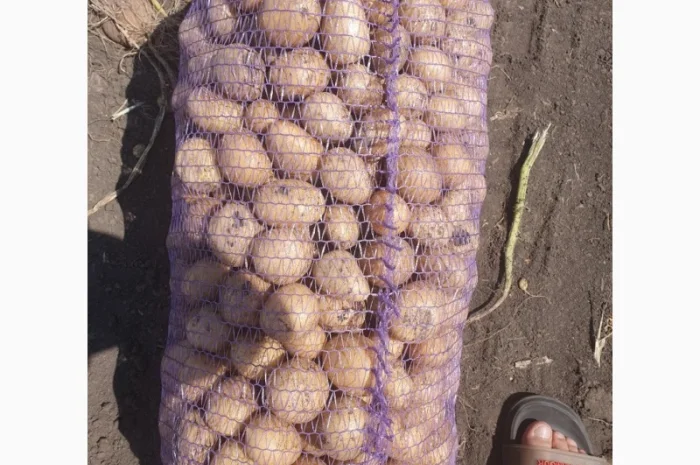 Якісна картопля Арізона на продаж- фото № 1