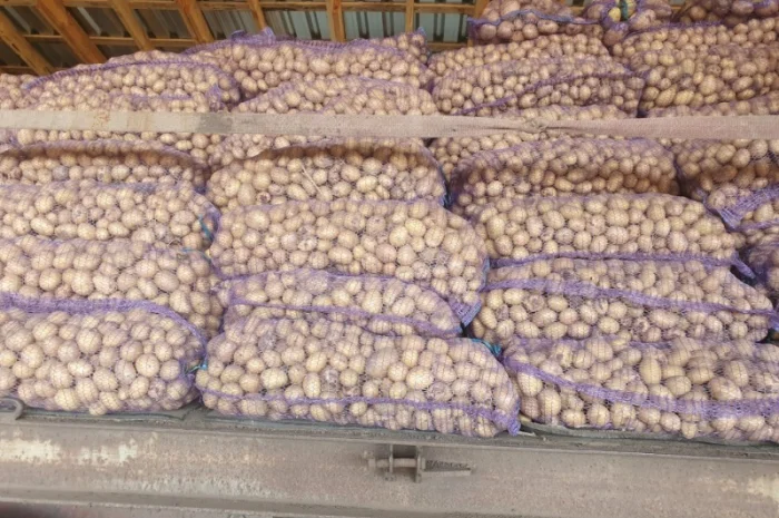 Продаж картоплі сорту Рів'єра- фото № 1