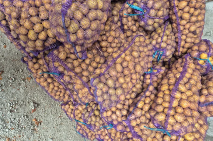 Продаж картоплі сорту Рів'єра- фото № 3