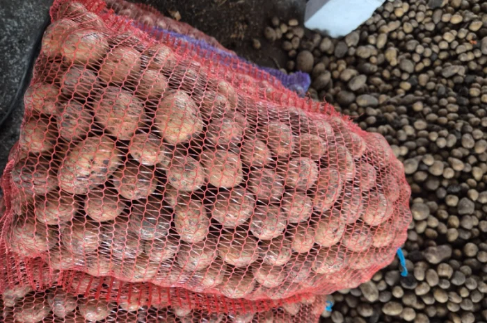 Продаж картоплі сорту Рів'єра- фото № 4