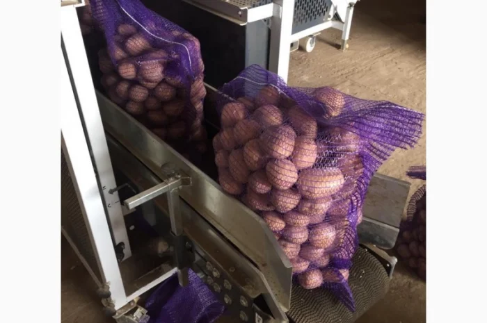 Картопля сорт Гала і Коломбо на продаж- фото № 2