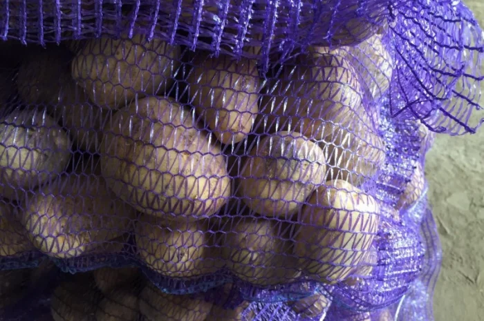 Картопля сорт Гала і Коломбо на продаж- фото № 3