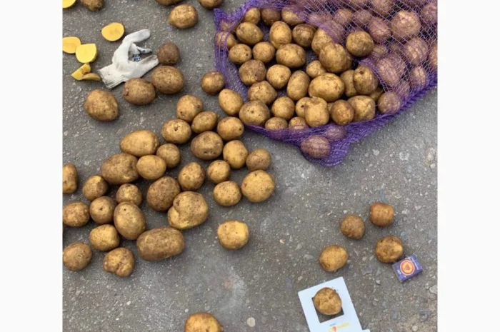 Картопля сорт Гала і Коломбо на продаж- фото № 4