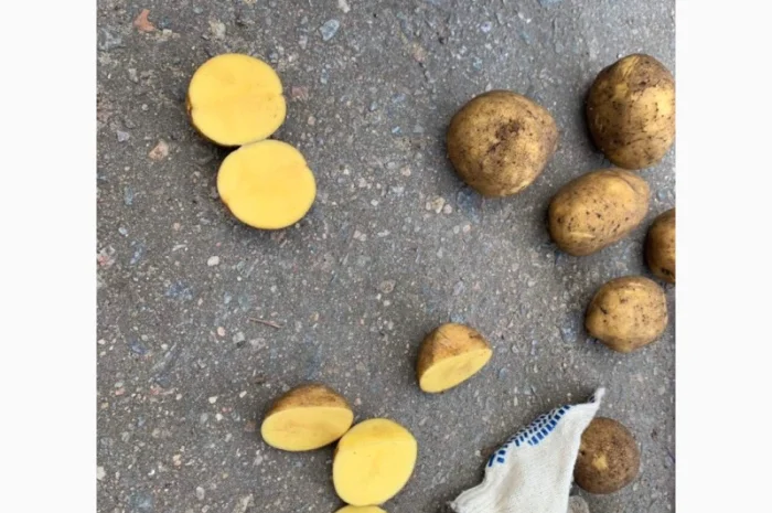 Картопля сорт Гала і Коломбо на продаж- фото № 5