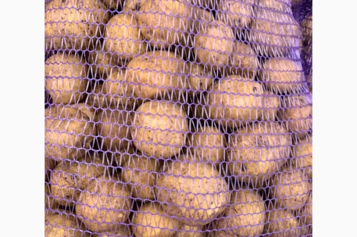 Картопля сорт Гала і Коломбо на продаж- фото № 6