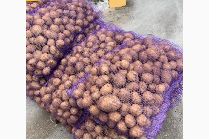 Картопля сорт Гала і Коломбо на продаж- фото № 7