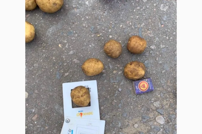 Картопля сорт Гала і Коломбо на продаж- фото № 8