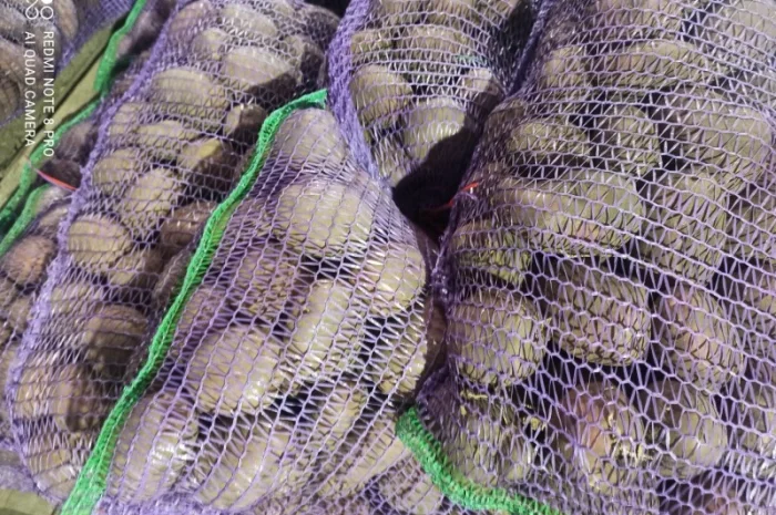 Продажа домашней картошки- фото № 3