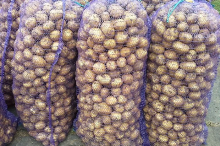 Продам картофель свежий продовольственный Казахстан- фото № 1