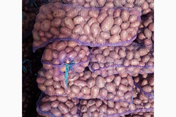 Продам картофель свежий продовольственный Казахстан- фото № 2