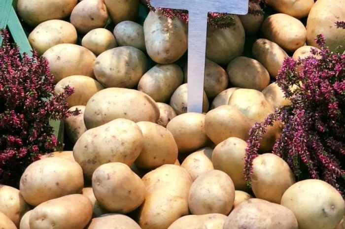 Семінний картопля Саншайн 1Р, 20 кг- фото № 1