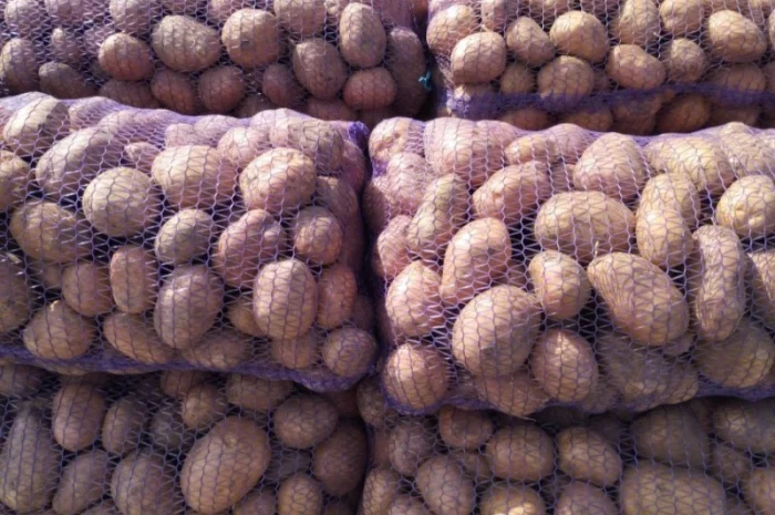 Продаж картоплі відмінної якості- фото № 1