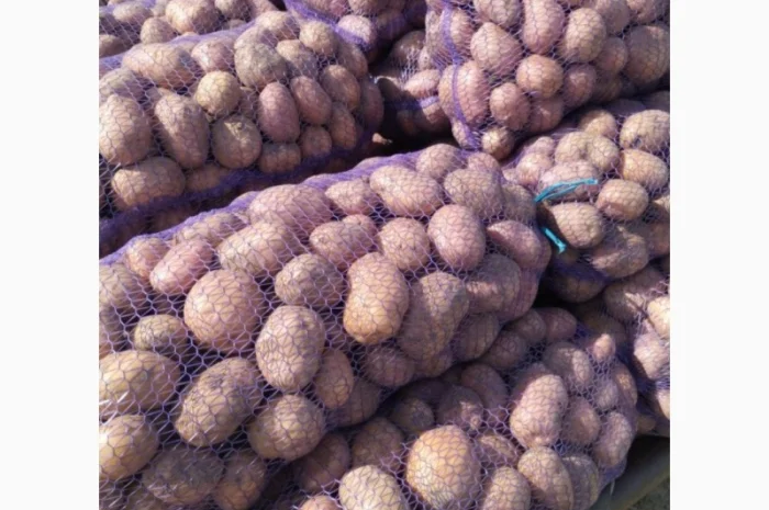 Продаж картоплі відмінної якості- фото № 2