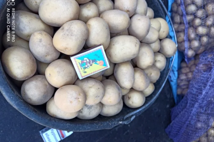 Якісне насіннєве картопля на продаж- фото № 2