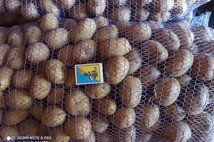 Якісне насіннєве картопля на продаж- фото № 3