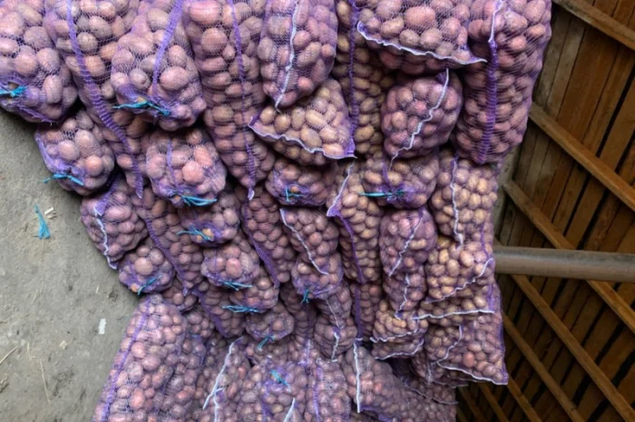 Куплю велику товарну картоплю- фото № 1