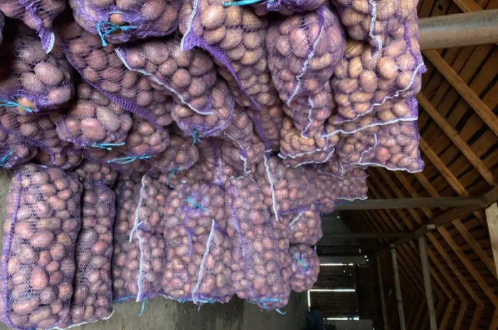 Куплю велику товарну картоплю- фото № 2