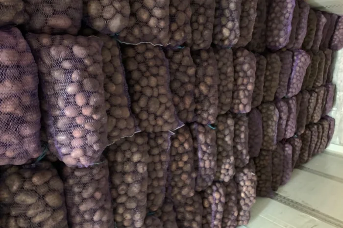 Продаж картоплі сортів Біла роса, Скарб- фото № 1