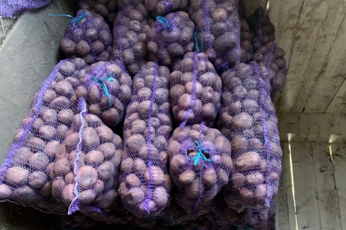 Продаж картоплі сортів Біла роса, Скарб- фото № 2
