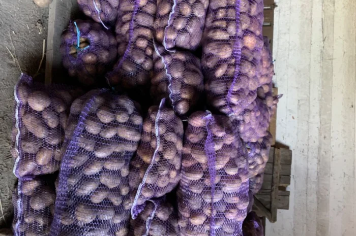 Продаж картоплі сортів Біла роса, Скарб- фото № 3