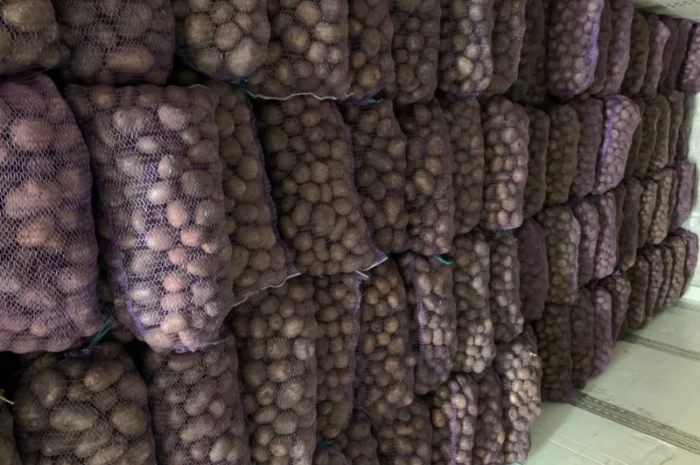 Продаж картоплі сортів Біла роса, Скарб- фото № 4