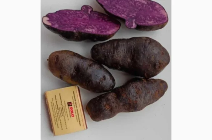 Картопля фіолетова сорту Вітелот- фото № 1