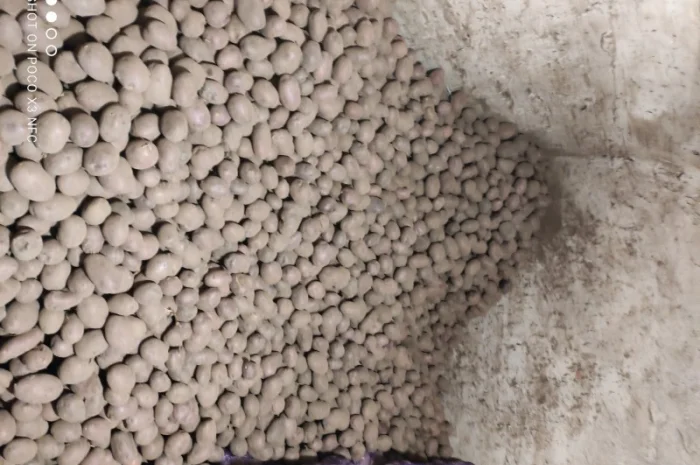 Продаю насінневу картоплю чорний принц- фото № 2