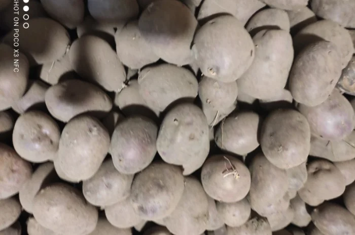 Продаю насінневу картоплю чорний принц- фото № 1