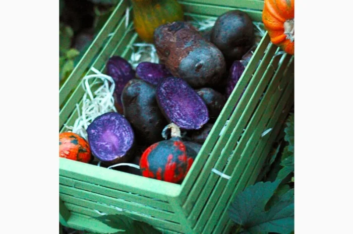 Фиолетовый картофель, фіолетова картопля, сорту Вітелот(Vitelotte)- фото № 1