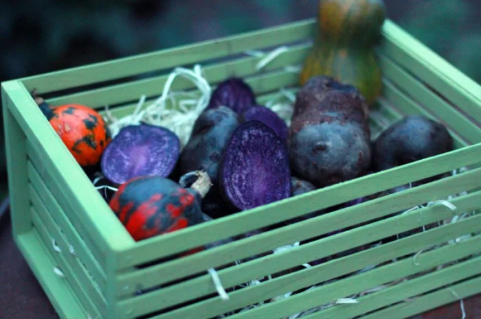 Фиолетовый картофель, фіолетова картопля, сорту Вітелот(Vitelotte)- фото № 2