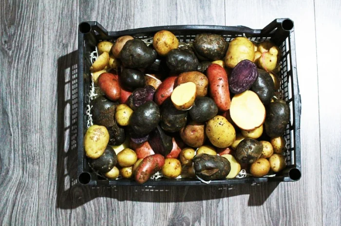 Фиолетовый картофель, фіолетова картопля, сорту Вітелот(Vitelotte)- фото № 3