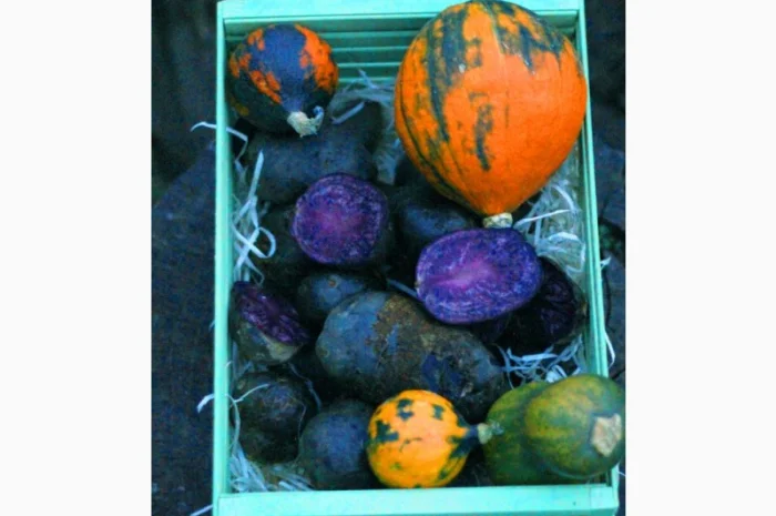 Фиолетовый картофель, фіолетова картопля, сорту Вітелот(Vitelotte)- фото № 4